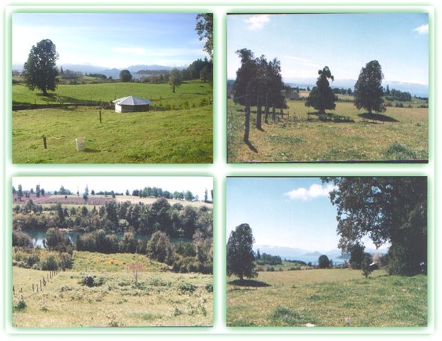 mixcampo1aa.jpg (392150 bytes)